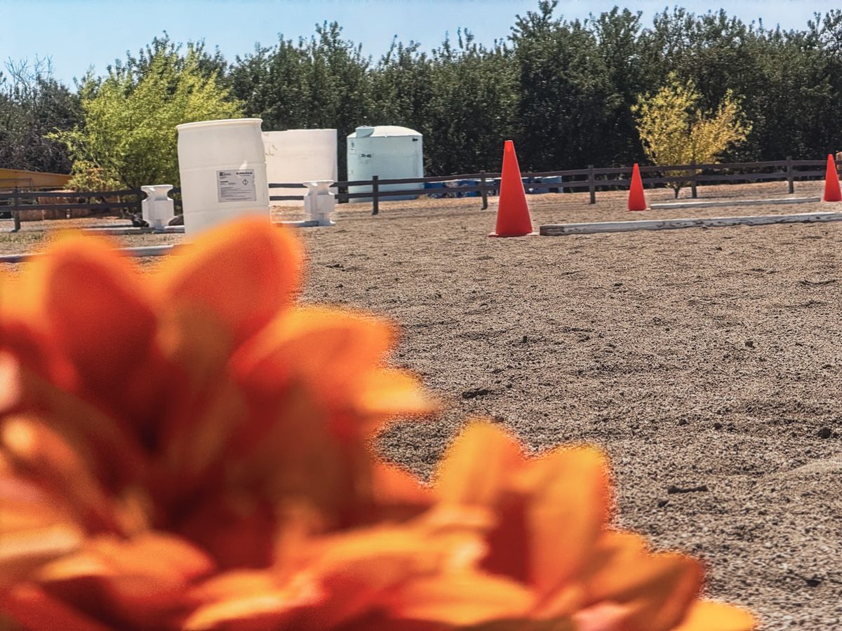 Riding arena with cones set up for summer camp activities at Libben Horsemanship Academy