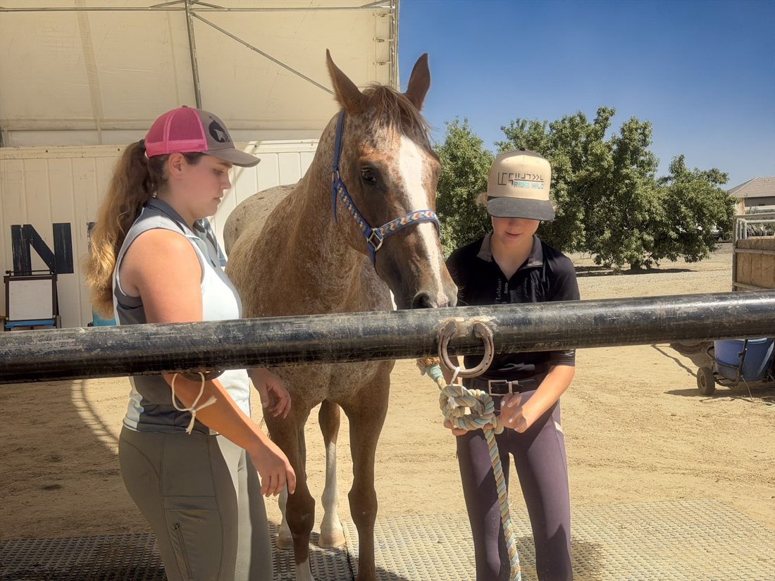Grace and a student working with a horse on the ground