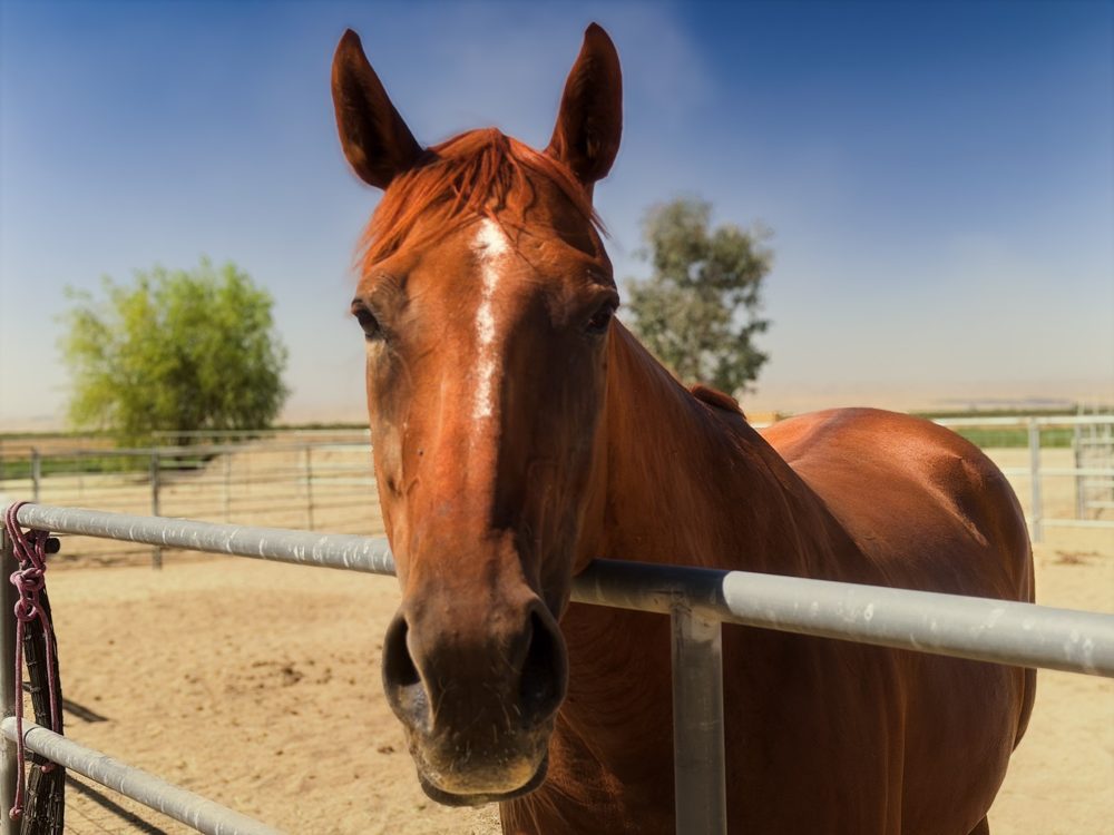A chestnut horse looking over the arena fence